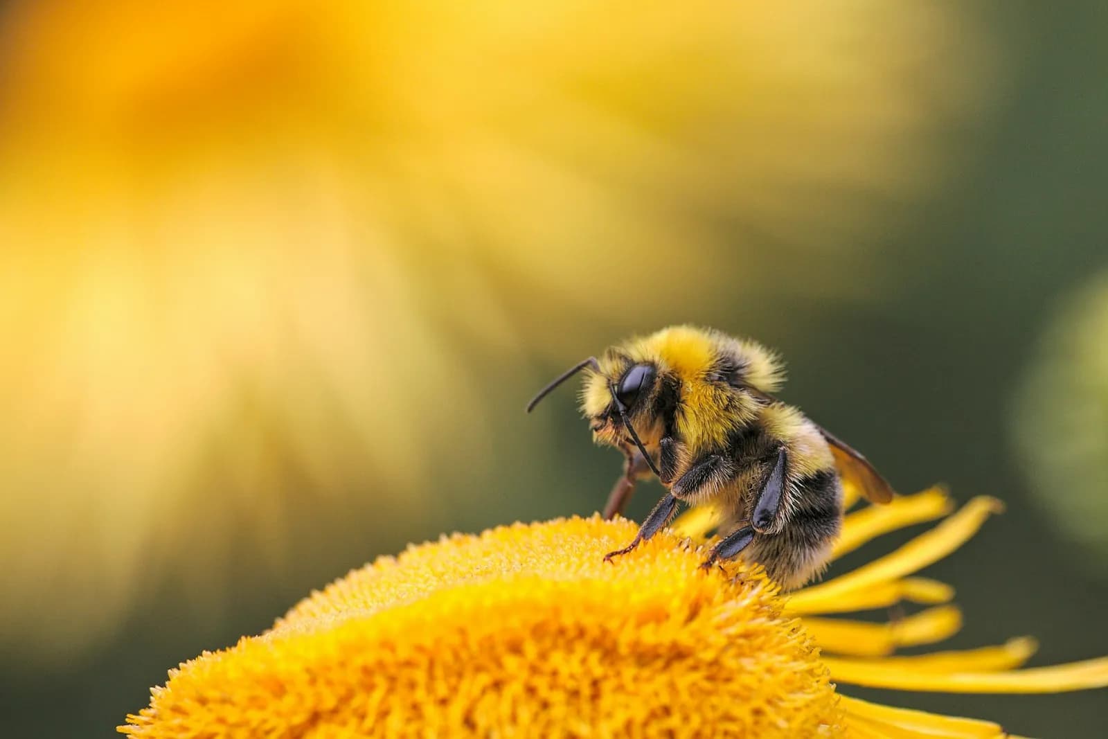 Retiro y reubicación de abejas en Guadalajara